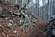 19  Spettacolo di radici nella faggeta